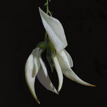 Load image into Gallery viewer, White Kaka Beak | Original