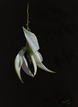 Load image into Gallery viewer, White Kaka Beak | Print
